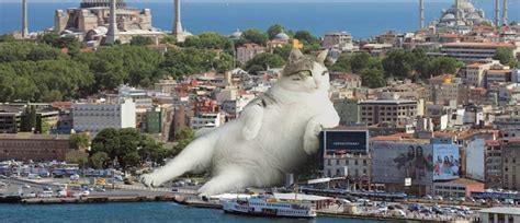 „catzillas Giant Cats In Urban Landscapes By Fransdita Muafidin