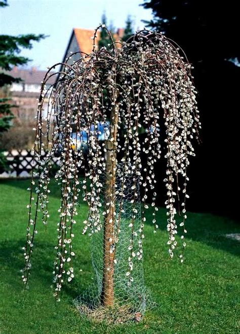 Dwarf Weeping Willow Tree 130 Cm Tall Seedling In The Pot £999