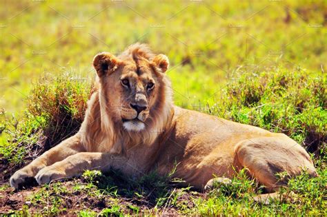 The main plant i'm researching is elephant grass. Adult lion lying on african savanna ~ Animal Photos ...