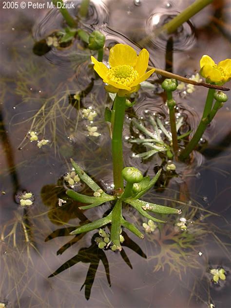 Ranunculus Flabellaris Yellow Water Buttercup Minnesota Wildflowers