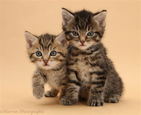 Pictures Of Tabby Cats And Kittens - Pictures Of Animals 2016