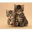 Pictures Of Tabby Cats And Kittens  Animals 2016