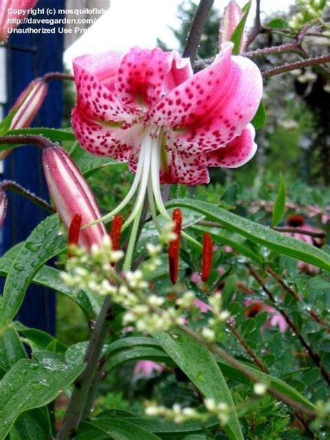 Plantfiles Pictures Species Lilium Rubrum Lily Red Japanese Show