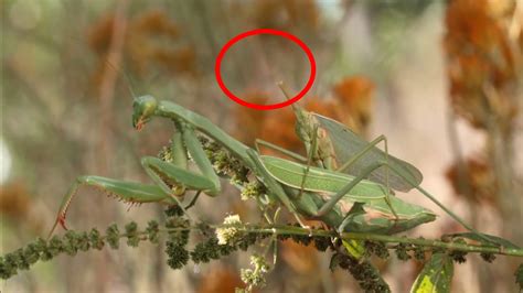Watch Male Mantis Continues To Mate With Partner Even Without A Head