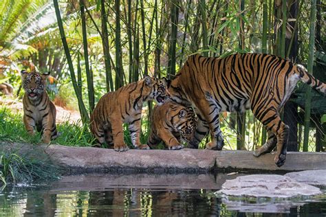 Tiger Cubs Explore New Habitat At The San Diego Zoo Safari Park