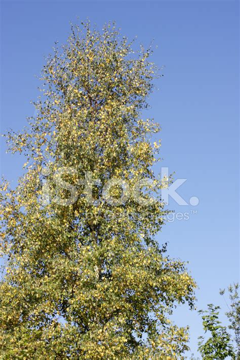Yellowing Leaves Of Silver Birch As Autumn Approaches Stock Photo