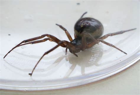 The black widow spider looks similar to its false widow counterpartcredit: How to keep spiders out of your house - Manchester Evening ...