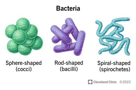 Bacteria Definition Types Benefits Risks Examples Naming The Best