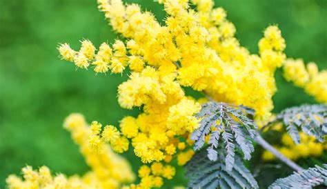 Mimosa Les Réponses Aux 10 Questions Les Plus Fréquentes Détente Jardin