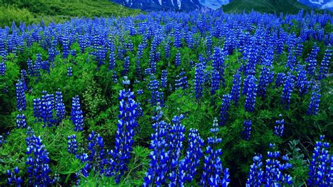 Blue Flowers On A Mountain Field Hd Wallpaper