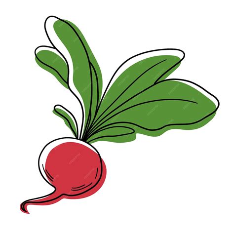 Premium Vector Vector Red Radish Stylized Radish Vegetable Vector