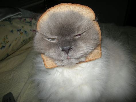 Thats One Mad Breaded Cat Cats Funny Animals Animals