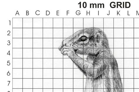 A Graph Drawing Of A Ground Squirrels Head On A Grid Background With