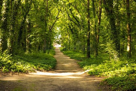 A Beautiful Forest Path On A Way Home In The Green Woods Stock Photo
