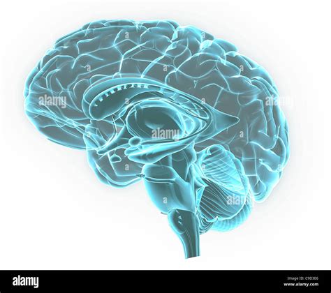 Blue Immagine A Raggi X Del Cervello Umano Anatomia 3 D Sezione