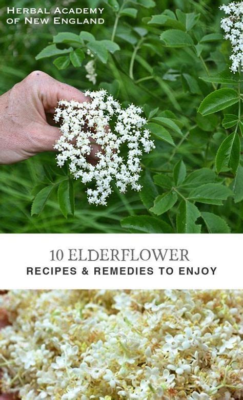 10 Elderflower Recipes And Remedies Herbalism Herbs Elderflower