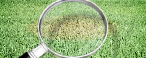 How To Fix Brown Spots In Grass So They Dont Come Back Treating Lawn