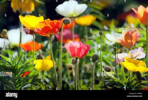 Different Poppies Stock Photo Alamy