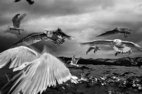 Black And White Photograph Of Seagulls Flying Over The Ocean On A Cloudy Day