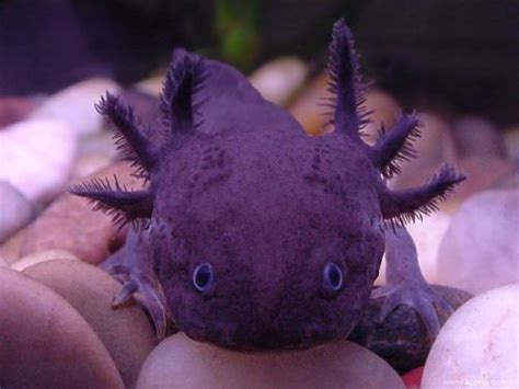 We did not find results for: Axolote | Axolotl, Aquatic animals, Cute creatures