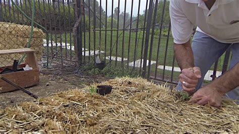 Straw bale gardening is ideal for people who have little space for a traditional garden or for those with poor soil. Straw Bale Gardening So. Cal Style - YouTube