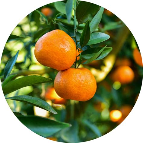 Mandarin Orange Herba Svet
