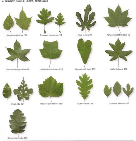 Insidebookofleaves P Tree Identification Leaf Identification Tree