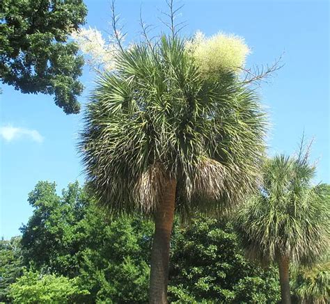 10 Palm Trees That Grow In South Carolina With Pictures 2022