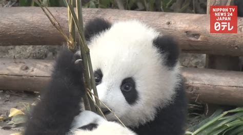 Japan Seeks More Chinese Pandas Nippon Tv News 24 Japan