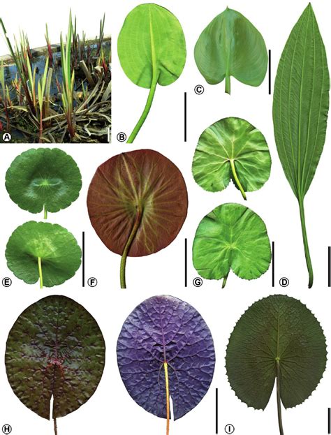 Leaf Morphology And Venation Pattern Of Some Living Aquatic Angiosperm