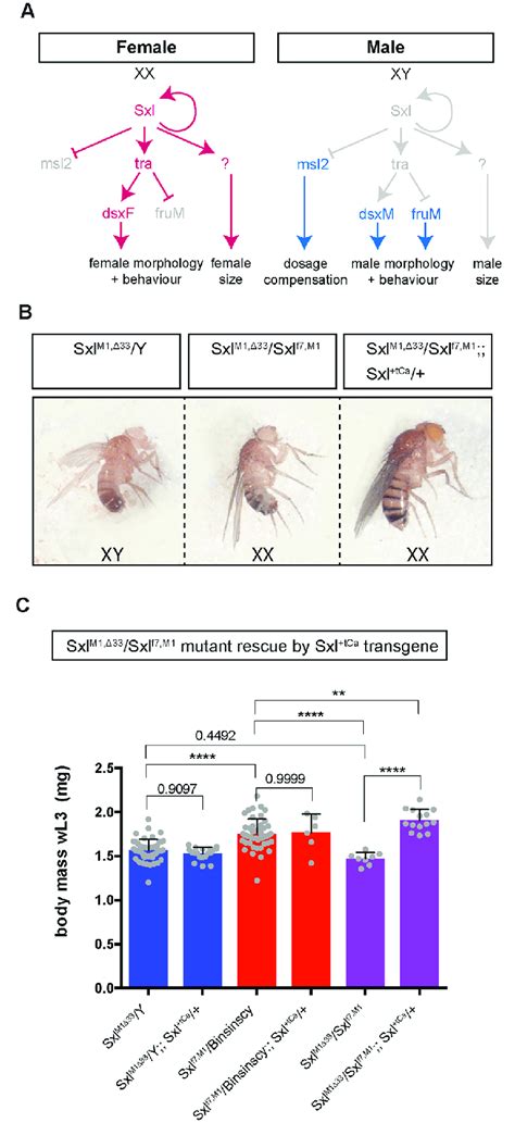 Sxl Controls The Sexual Size Dimorphism Ssd Of The Larval Body A Download Scientific