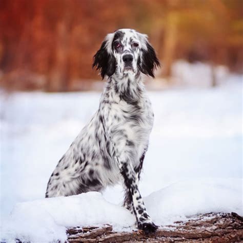 Get To Know The English Setter Energetic Enchanting And Endangered