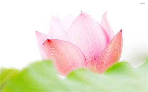 Looking for the best lotus wallpaper? Lotus Flower Wallpapers ·① WallpaperTag