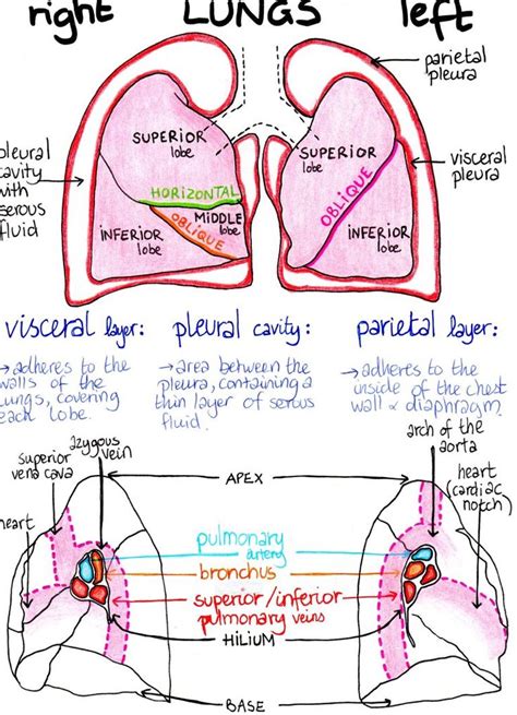 Respiratory System Nurse Study Notes Basic Anatomy And Physiology