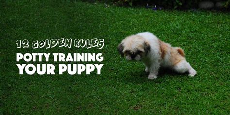 Puppy Potty Training — 12 Golden Tips To Do It The Right Way