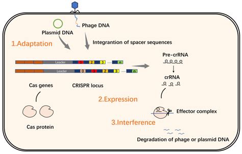 Molecules Free Full Text Application Of The Crispr Cas System In