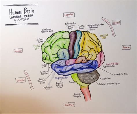 Draw Neat Labelled Diagram Of Ls Of Human Brain