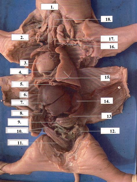 The pancreas, adrenal glands, and. Fetal Pig at Maine East High School - StudyBlue