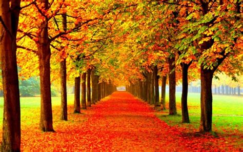 Autumn Fall Season Nature Landscape Leaf Leaves Color Fall Season