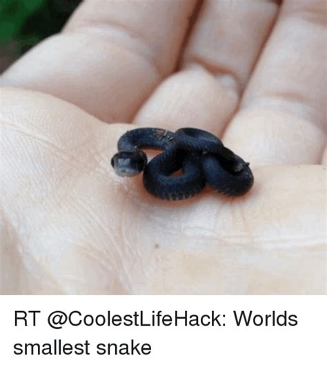 Rt Worlds Smallest Snake Snake Meme On Meme