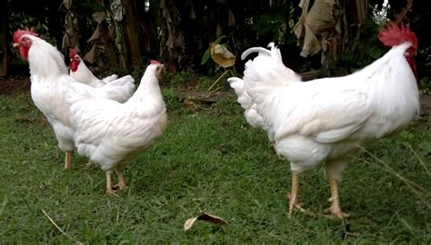 Rhode Island White Chicken Breed Everything You Need To Know