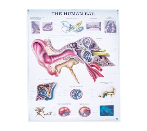 Anatomy Of The Inner Ear Laminated Chart Poster 2750 X 3925 In