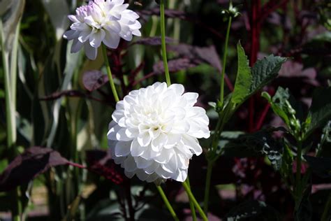 Free Images Blossom White Flower Petal Botany Garden Flora