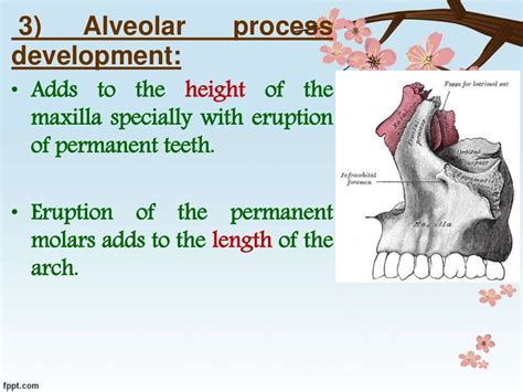 Development Of Maxilla And Mandible Copy