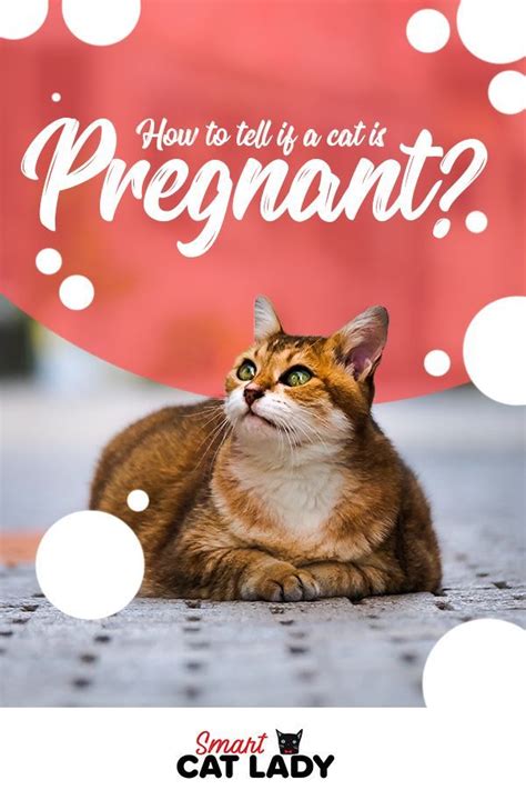 How Do I Know If My Cat Is Pregnant Or Fat Margy Henke