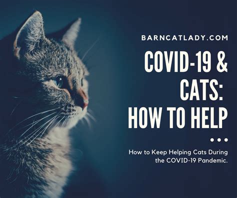 Covid 19 And Cats How To Help The Barn Cat Lady