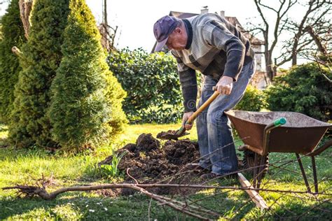 413 Old Man Digging Garden Stock Photos Free And Royalty Free Stock