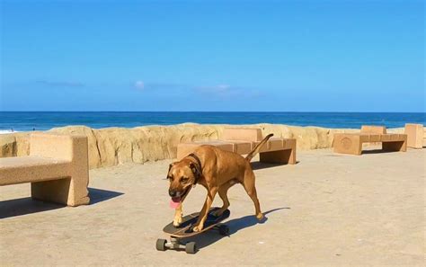 Skateboarding Dog Wikiwand