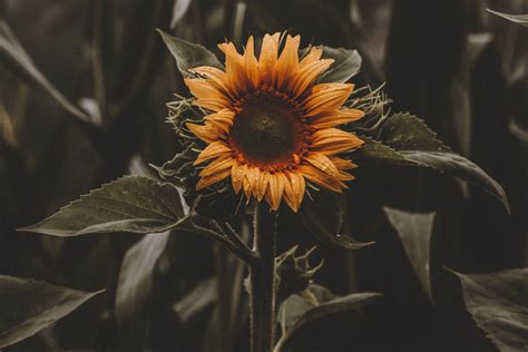 Vintage Sunflower Desktop Background