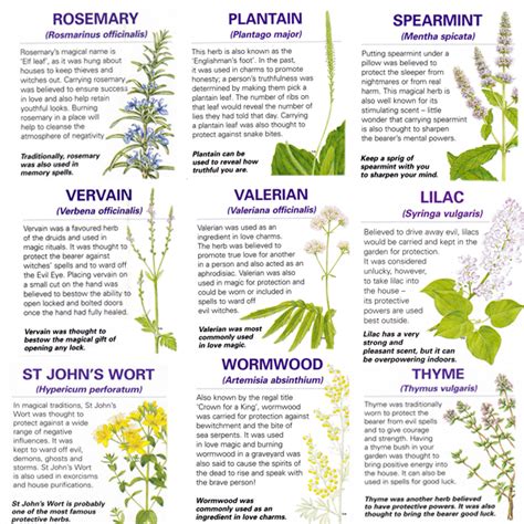 A Handy Guide To The Magical Properties Of Some Common Herbs Herbs